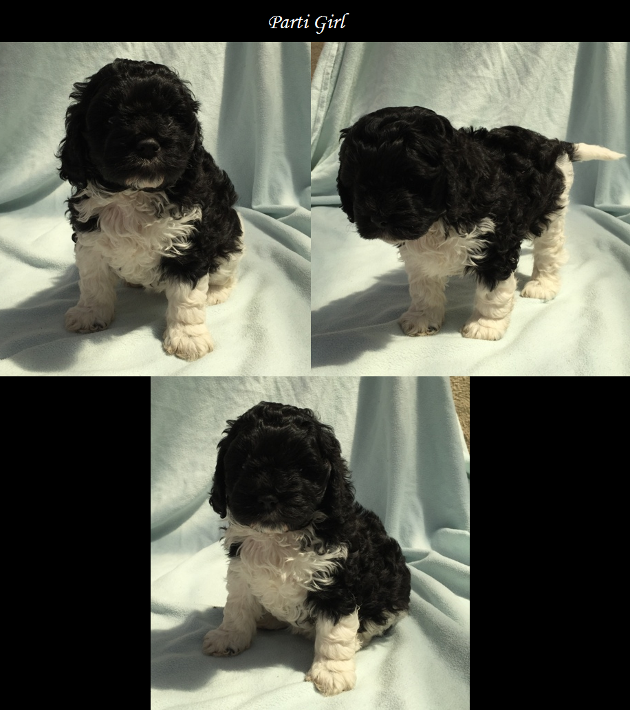 Cavoodle Puppies