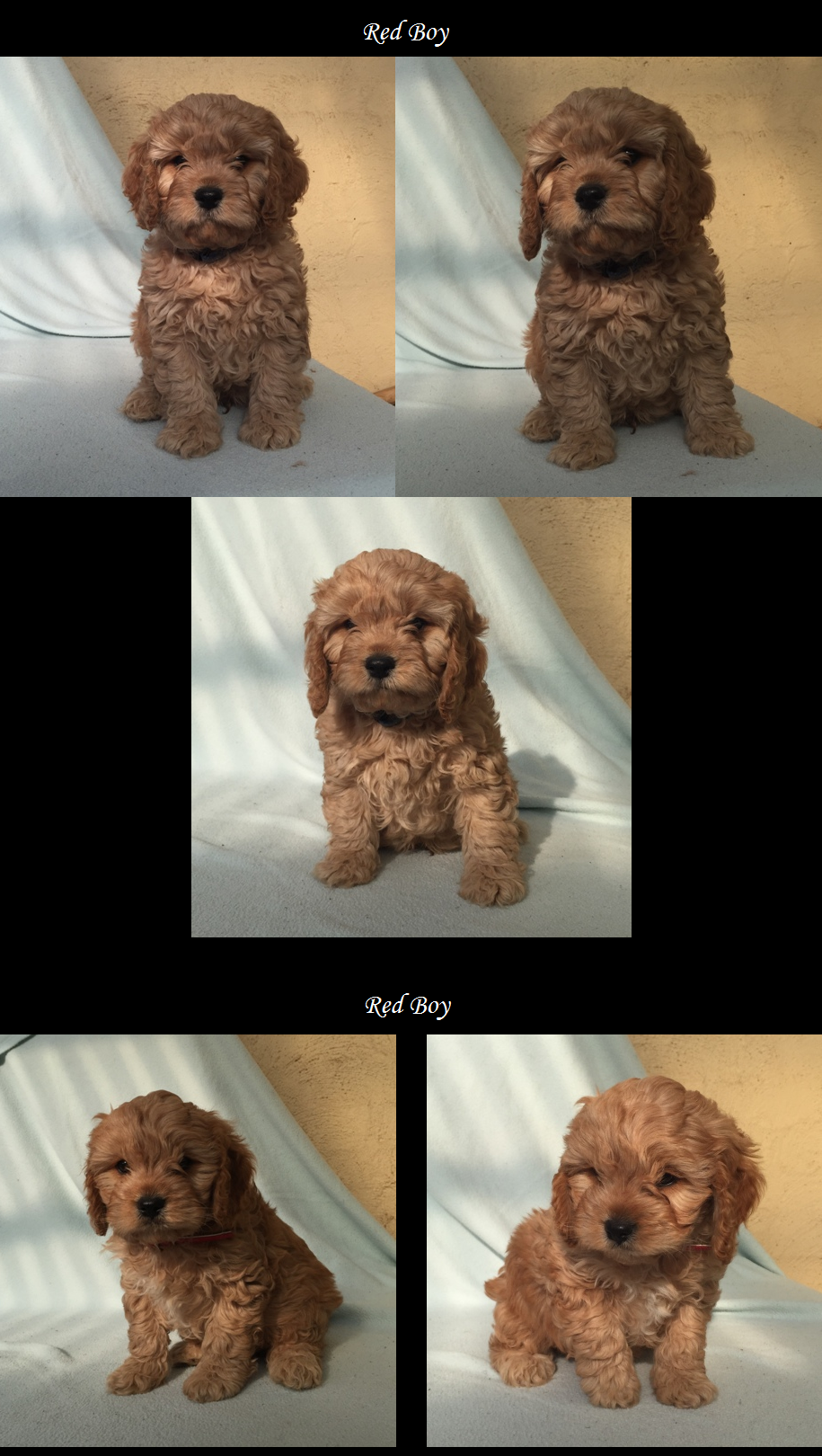 Cavoodle Puppies