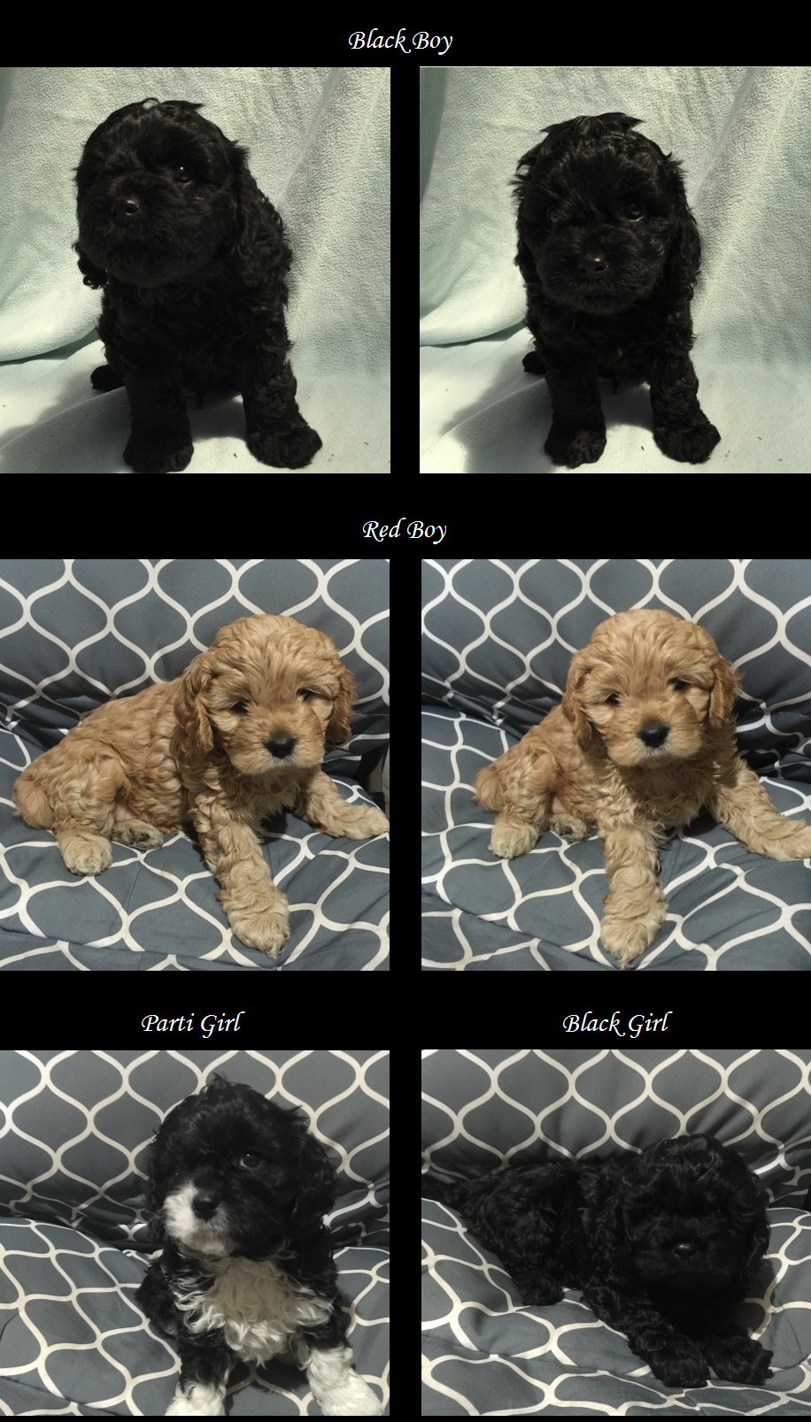 Cavoodle Puppies