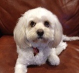 Cavoodle Puppy