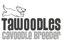 Cavoodle Breeder