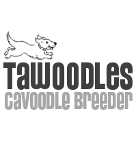 Cavoodle Breeder