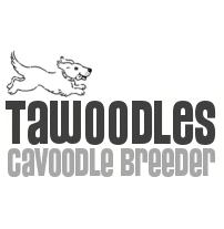 cavoodle breeder