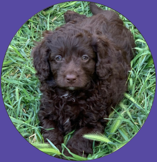 Chocolate Cavoodle Puppy