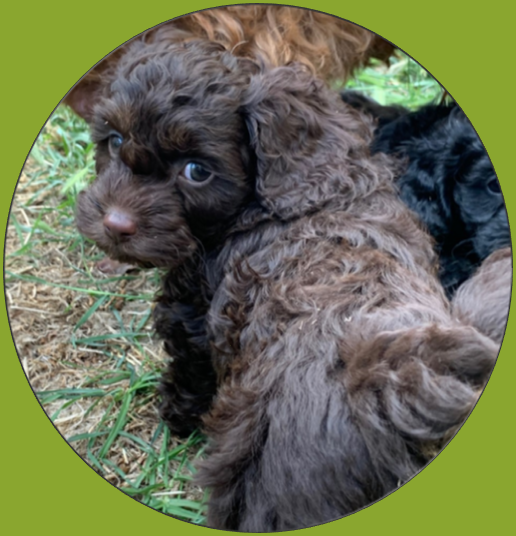 Chocolate Cavoodle Puppy