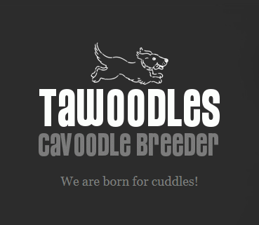 cavoodle breeder