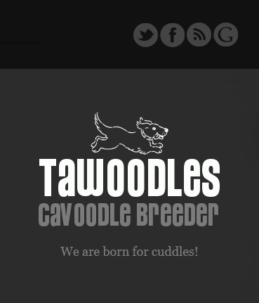 Cavoodle Breeder