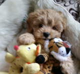 Cavoodle Puppy