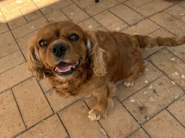 cavoodle puppies